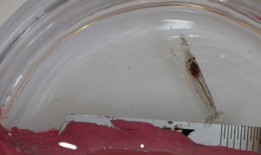 The fastest claw in the sea belongs to young snapping shrimp