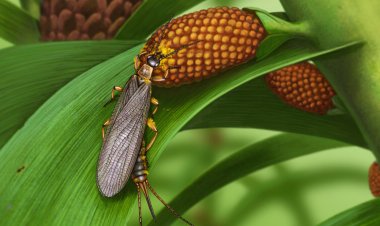 The oldest known pollen-carrying insects lived about 280 million years ago