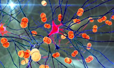 How meningitis-causing bacteria invade the brain