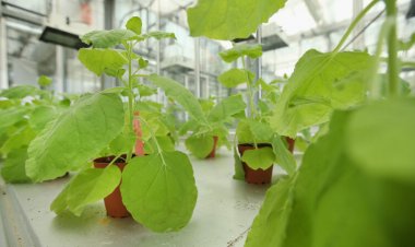 Plant/animal hybrid proteins could help crops fend off diseases