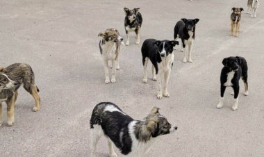 What the first look at the genetics of Chernobyl’s dogs revealed
