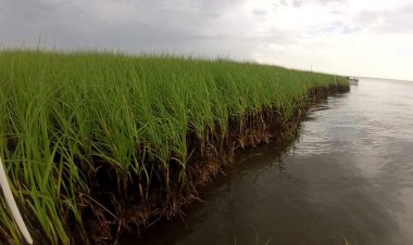 The Deepwater Horizon oil spill ruined long-term shore stability