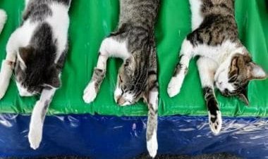 Severed Head, Mutilated Bodies: How grisly cat killings have Japan on edge