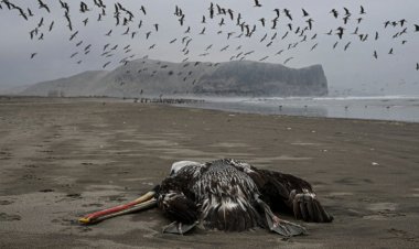 Bird flu can jump to mammals. Should we worry?