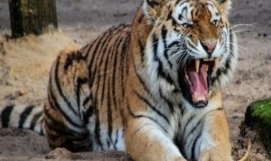 'Golden Tiger' spotted for the first time in 2023 at Assam's Kaziranga National Park; watch