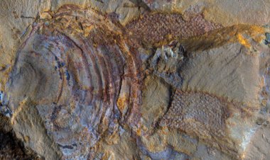520-million-year-old animal fossils might not be animals after all
