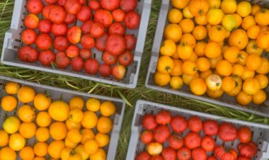 Dry farming could help agriculture in the western U.S. amid climate change