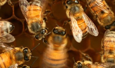 Honeybees waggle to communicate. But to do it well, they need dance lessons