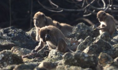 Some monkeys accidentally make stone flakes that resemble ancient hominid tools