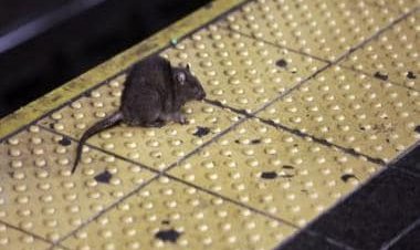 New York City has eight million rats and they could carry COVID variants: How worried should people be?
