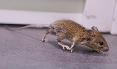 In mice, anxiety isn’t all in the head. It can start in the heart