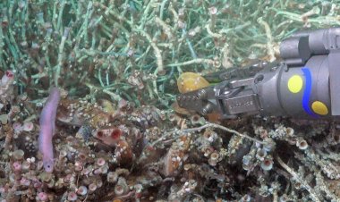 A ‘fire wolf’ fish could expand what we know about one unusual deep-sea ecosystem