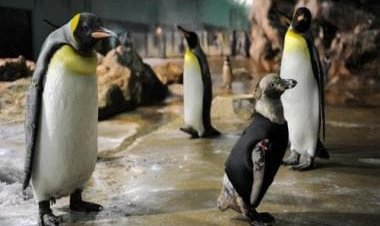 Why did elderly penguins in Singapore get custom lenses?