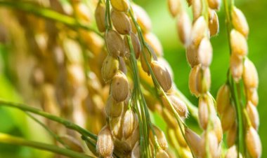 Martian soil may have all the nutrients rice needs