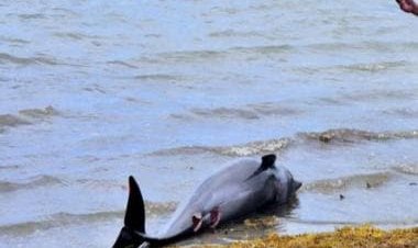 In UK bird flu kills dolphins