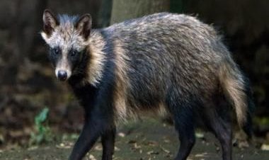 New Covid origins data suggests Covid-19’s origins to raccoon dogs at Wuhan market