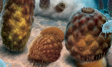 310-million-year-old fossil blobs might not be jellyfish after all
