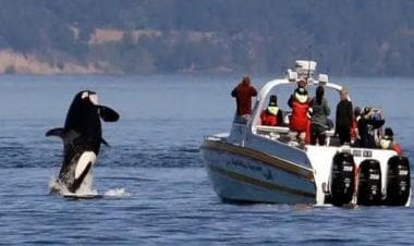 Kiss of Death: Sailing crew's narrow escape after giant whale capsizes 44ft boat in Pacific Ocean