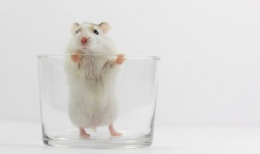 A hormone shot helped drunk mice sober up quickly