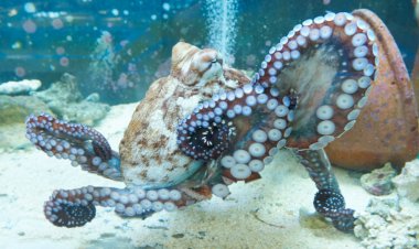 Scientists have now recorded brain waves from freely moving octopuses