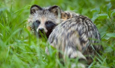 How raccoon dog DNA fits into the COVID-19 origins debate