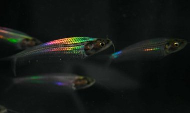 These transparent fish turn rainbow with white light. Now, we know why