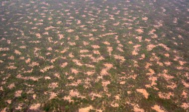 Chia seedlings verify Alan Turing’s ideas about patterns in nature