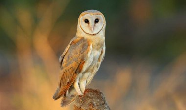 Volcanic sulfur may make barn owls grow redder feathers