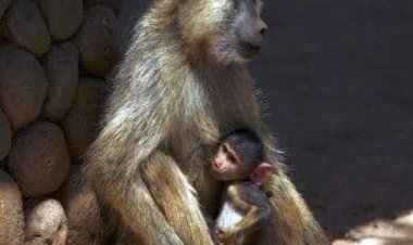 Going Ape: Why the demise of a baboon has sparked outrage in Taiwan