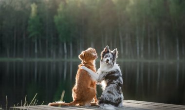 The 30 Most Popular Dog Breeds in America