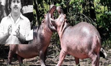 Cocaine tycoon Pablo Escobar's pet hippos find home in India