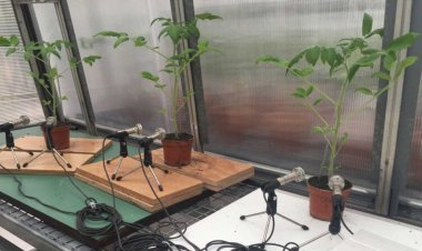 Stressed plants make ultrasonic clicking noises