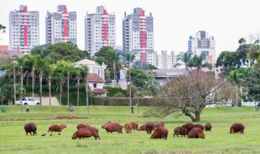 Capybaras thrive, even near humans, because they’re not picky eaters