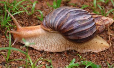What did Homo sapiens eat 170,000 years ago? Roasted, supersized land snails