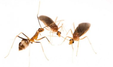 Invasive yellow crazy ants create male ‘chimeras’ to reproduce