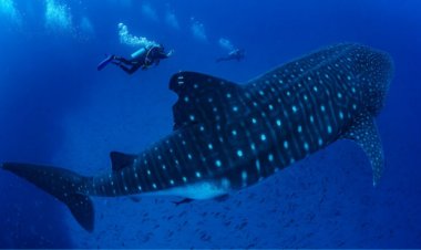 ‘Jet packs’ and ultrasounds could reveal secrets of pregnant whale sharks
