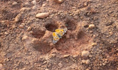 The last leg of the longest butterfly migration has now been identified