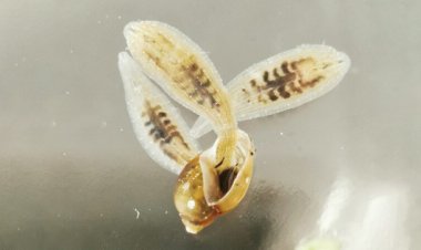 Freshwater leeches’ taste for snails could help control snail-borne diseases