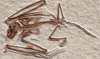 Newfound bat skeletons are the oldest on record