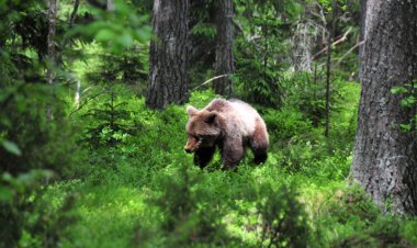 Hibernating bears don’t get blood clots. Now scientists know why