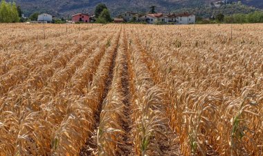 ‘Flash droughts’ are growing increasingly common