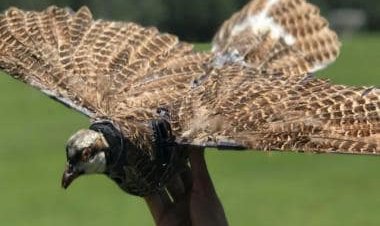 Resurrected By Tech: Scientists are turning dead birds into drones to be used against the cartel