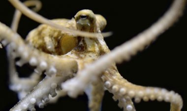 Octopus, squid and cuttlefish arms evolved to ‘taste’ different compounds