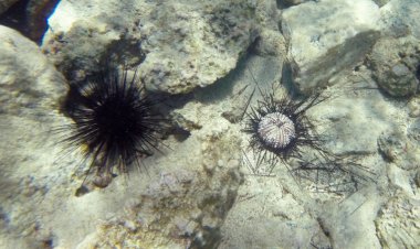 Urchins are dying off across the Caribbean. Scientists now know why