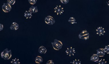 Comb jellies have a bizarre nervous system unlike any other animal