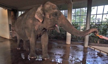 This elephant peels bananas, but only slightly ripe ones