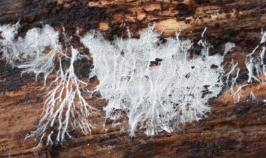 A vegan leather made of dormant fungi can repair itself