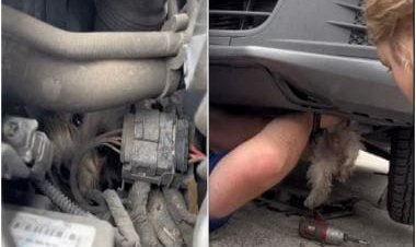 Viral: Dog rescued after surviving 30-mile ride in car engine compartment