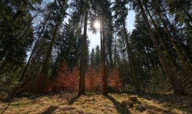 Ultrasound reveals trees’ drought-survival secrets