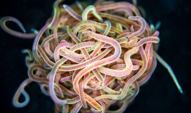 These worms can escape tangled blobs in an instant. Here’s how